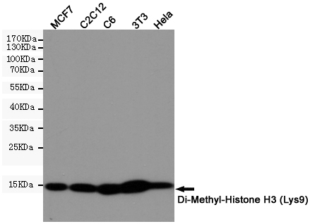 Western blot detection of Di-Methyl-Histone H3 in MCF7,C2C12,C6,3T3,Hela cell lysates using Di-Methyl-Histone H3 (Lys9) (10B2) Mouse mAb(1:1000 diluted).Predicted band size:15KDa.Observed band size:15KDa.