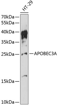 Western blot - APOBEC3A Polyclonal Antibody 
