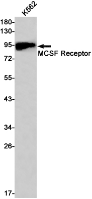 Western blot detection of MCSF Receptor in K562 cell lysates using MCSF Receptor Rabbit pAb(1:1000 diluted).Predicted band size:109kDa.Observed band size:109kDa.