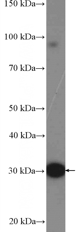 mouse skeletal muscle tissue were subjected to SDS PAGE followed by western blot with Catalog No:116547(UCP3 Antibody) at dilution of 1:1000