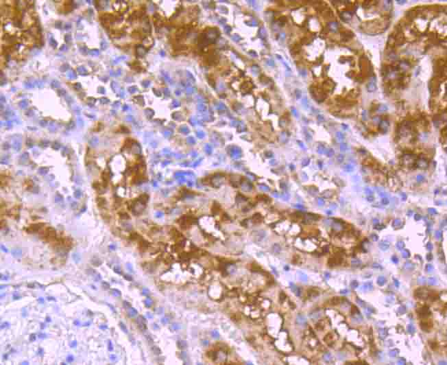 Fig7: Immunohistochemical analysis of paraffin-embedded human kidney tissue using anti-CD130 antibody. Counter stained with hematoxylin.