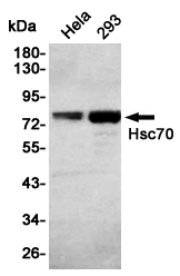 Western blot detection of Hsc70 in Hela,293 cell lysates using Hsc70 Mouse mAb(1:1000 diluted).Predicted band size:70KDa.Observed band size:70KDa.