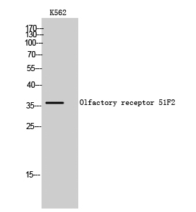 Fig1:; Western Blot analysis of K562 cells using Olfactory receptor 51F2 Polyclonal Antibody