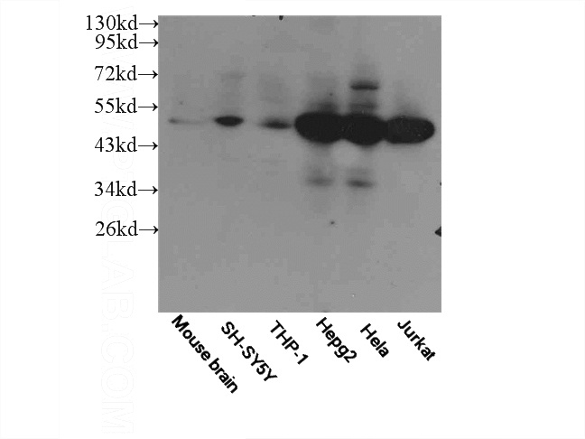 WB result of Catalog No:112372.