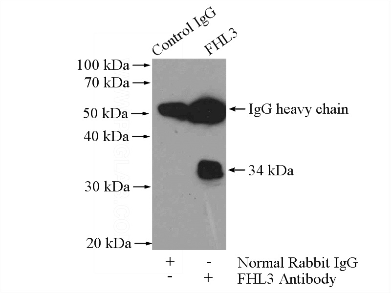 IP Result of anti-FHL3 (IP:Catalog No:110651, 4ug; Detection:Catalog No:110651 1:500) with K-562 cells lysate 1200ug.