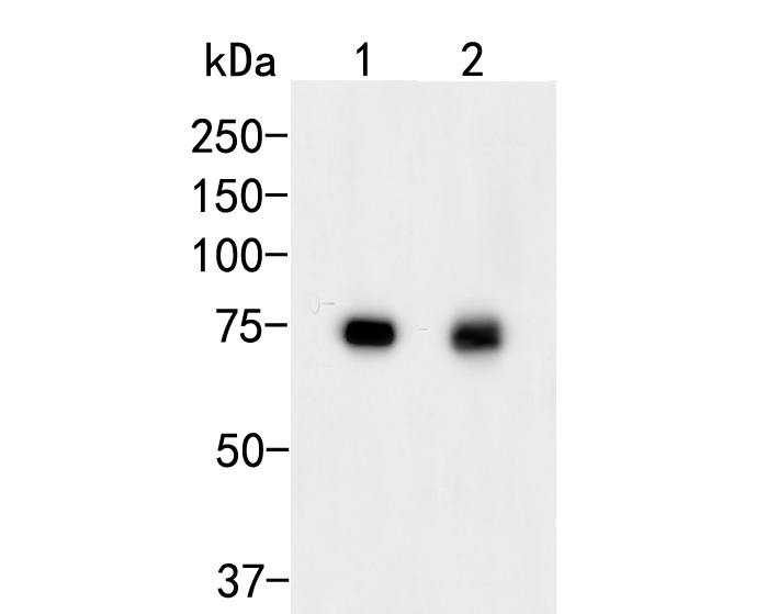 Fig1:; Western blot analysis of GADD34 on different lysates. Proteins were transferred to a PVDF membrane and blocked with 5% BSA in PBS for 1 hour at room temperature. The primary antibody ( 1/500) was used in 5% BSA at room temperature for 2 hours. Goat Anti-Rabbit IgG - HRP Secondary Antibody (HA1001) at 1:5,000 dilution was used for 1 hour at room temperature.; Positive control:; Lane 1: HepG2 cell lysate; Lane 2: A431 cell lysate