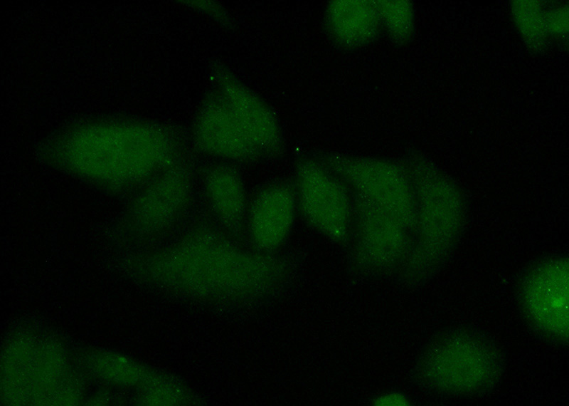 Immunofluorescent analysis of (10% Formaldehyde) fixed HepG2 cells using Catalog No:109175(CDT1 Antibody) at dilution of 1:50 and Alexa Fluor 488-congugated AffiniPure Goat Anti-Rabbit IgG(H+L)