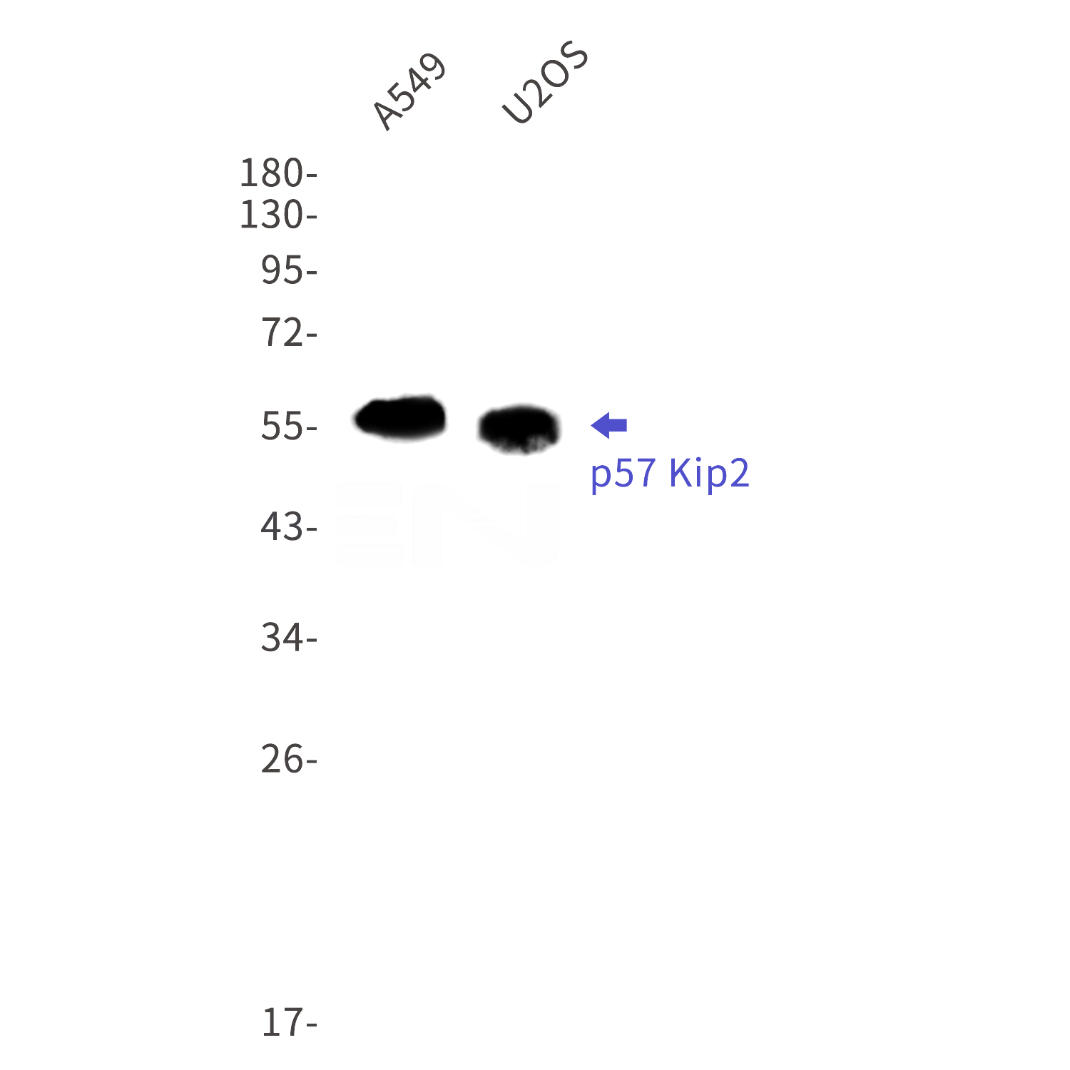 Western blot detection of p57 Kip2 in A549,U2OS cell lysates using p57 Kip2 Rabbit mAb(1:1000 diluted).Predicted band size:32kDa.Observed band size:57kDa.