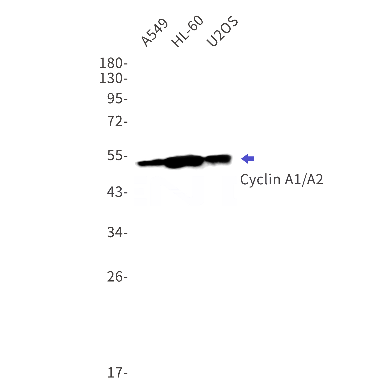 Western blot detection of Cyclin A1/A2 in A549,HL-60,U2OS cell lysates using Cyclin A1/A2 Rabbit mAb(1:1000 diluted).Observed band size:52,49kDa.