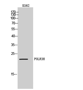 Fig1:; Western Blot analysis of K562 cells using POLR3H Polyclonal Antibody diluted at 1: 1000 cells nucleus extracted by Minute TM Cytoplasmic and Nuclear Fractionation kit (SC-003,Inventbiotech,MN,USA).