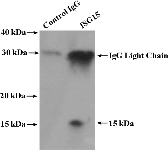 IP Result of anti-ISG15 (IP:Catalog No:111937, 4ug; Detection:Catalog No:111937 1:500) with HeLa cells lysate 3200ug.