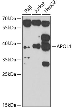Western blot - APOL1 Polyclonal Antibody 