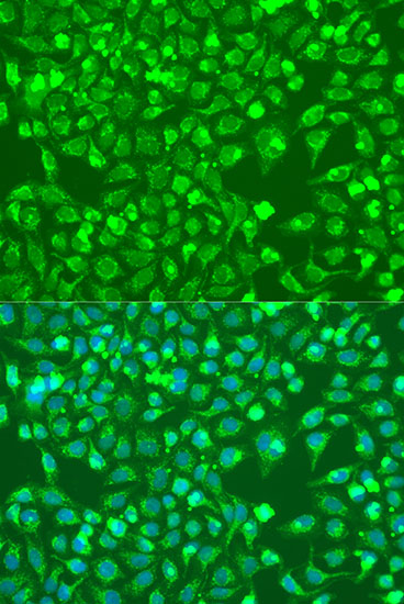 Immunofluorescence - BMP6 Polyclonal Antibody 