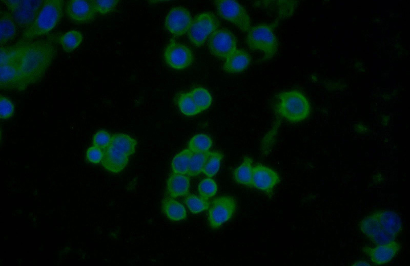 Immunofluorescent analysis of COLO 320 cells using Catalog No:109514(CPN1 Antibody) at dilution of 1:25 and Alexa Fluor 488-congugated AffiniPure Goat Anti-Rabbit IgG(H+L)