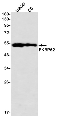 Western blot detection of FKBP52 in U2OS,C6 using FKBP52 Rabbit mAb(1:1000 diluted)