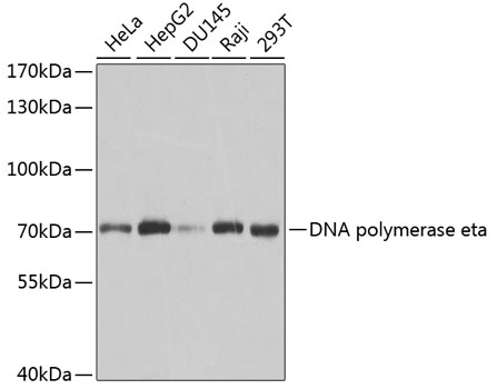 Western blot - DNA polymerase eta Polyclonal Antibody 