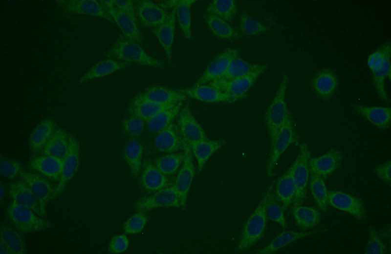 Immunofluorescent analysis of HepG2 cells using Catalog No:113184(NIF3L1 Antibody) at dilution of 1:25 and Alexa Fluor 488-congugated AffiniPure Goat Anti-Rabbit IgG(H+L)