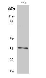 Fig1:; Western Blot analysis of various cells using Olfactory receptor 4K14 Polyclonal Antibody diluted at 1: 2000