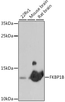 Western blot - FKBP1B Polyclonal Antibody 
