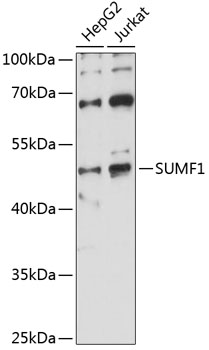Western blot - SUMF1 Polyclonal Antibody 