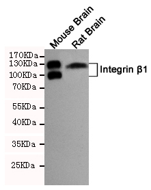 Western blot analysis of extract from Mouse brain tissue and Rat brain tissue cells using Integrin u03b21 (CD29) rabbit pAb (dilution 1:1000).Predicted band size:115/135KDa.Observed band size:115/135KDa.
