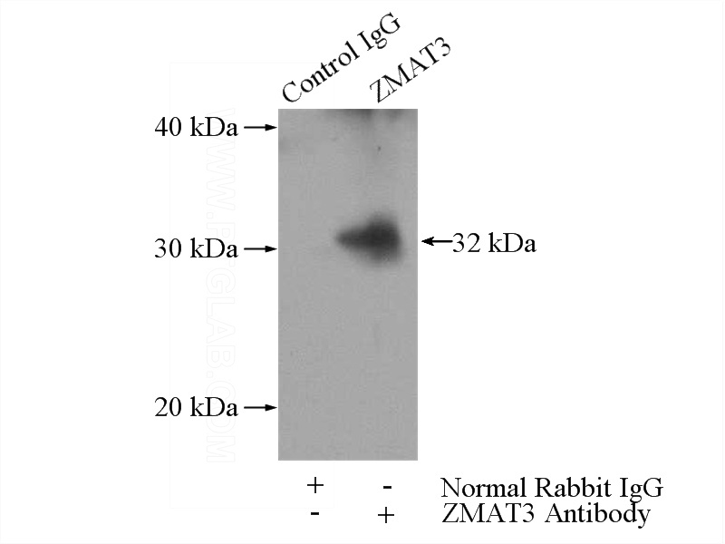 IP Result of anti-ZMAT3 (IP:Catalog No:117067, 3ug; Detection:Catalog No:117067 1:700) with mouse testis tissue lysate 4000ug.