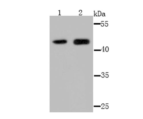 Fig1: Western blot analysis of Osteoprotegerin on 293 (1) and K562 (2) cell lysate using anti-Osteoprotegerin antibody at 1/500 dilution.