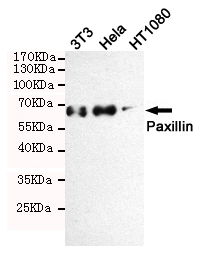 Western blot analysis of extracts from 3T3,Hela and HT1080 cells using Paxillin (Ab-118) rabbit pAb (1:1000 diluted).Predicted band size: 68KDa.Observed band size: 68KDa.