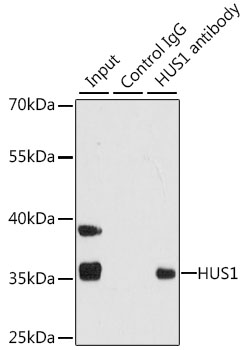 Immunoprecipitation - HUS1 Polyclonal Antibody 