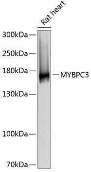 Western blot - MYBPC3 Polyclonal Antibody 