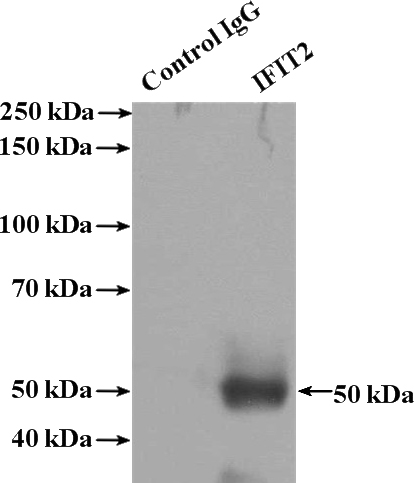 IP Result of anti-IFIT2 (IP:Catalog No:111619, 4ug; Detection:Catalog No:111619 1:300) with mouse skin tissue lysate 3200ug.