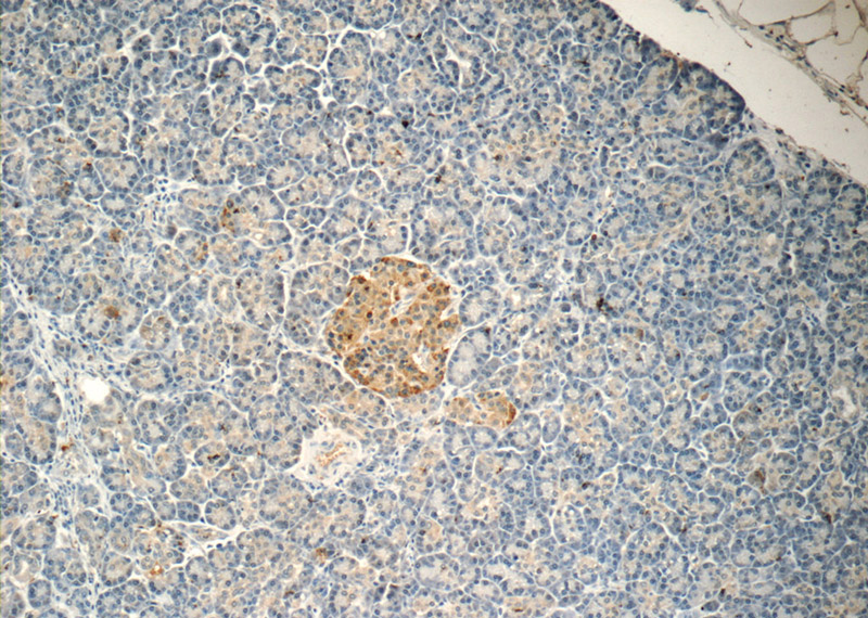 Immunohistochemistry of paraffin-embedded human pancreas tissue slide using Catalog No:115614(SSTR3 Antibody) at dilution of 1:50 (under 10x lens)