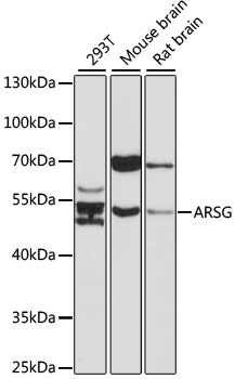 Western blot - ARSG Polyclonal Antibody 
