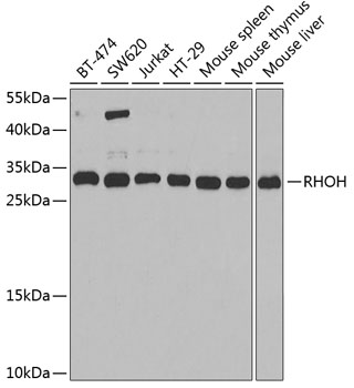 Western blot - RHOH Polyclonal Antibody 
