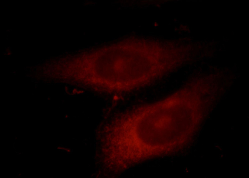 Immunofluorescent analysis of HepG2 cells, using VEGFA antibody Catalog No:116735 at 1:25 dilution and Rhodamine-labeled goat anti-rabbit IgG (red).