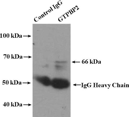 IP Result of anti-GTPBP2 (IP:Catalog No:111242, 4ug; Detection:Catalog No:111242 1:300) with mouse spleen tissue lysate 4000ug.
