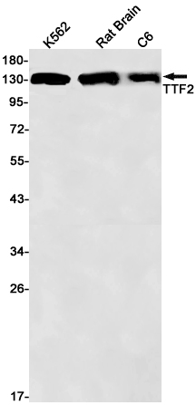 Western blot detection of TTF2 in K562,Rat Brain,C6 cell lysates using TTF2 Rabbit pAb(1:1000 diluted).Predicted band size:130kDa.Observed band size:130kDa.