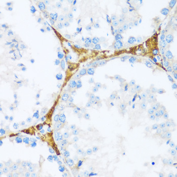 Immunohistochemistry - BRSK1 Polyclonal Antibody 