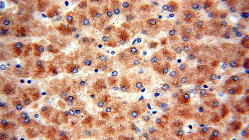 Immunohistochemical of paraffin-embedded human liver using Catalog No:114058(PON1 antibody) at dilution of 1:50 (under 40x lens)