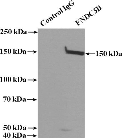 IP Result of anti-FNDC3B (IP:Catalog No:110737, 4ug; Detection:Catalog No:110737 1:1000) with HepG2 cells lysate 2400ug.