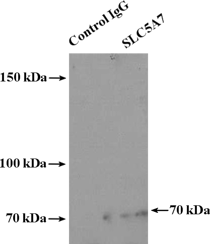 IP Result of anti-SLC5A7 (IP:Catalog No:109302, 4ug; Detection:Catalog No:109302 1:500) with mouse heart tissue lysate 4000ug.