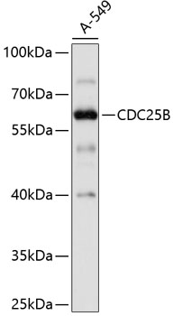 Western blot - CDC25B Polyclonal Antibody 