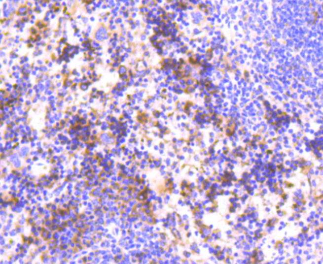 Immunohistochemistry - HAPLN1 Monoclonal Antibody 