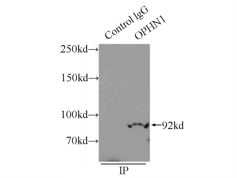 IP Result of anti-OPHN1 (IP:Catalog No:113344, 3ug; Detection:Catalog No:113344 1:200) with mouse brain tissue lysate 8000ug.