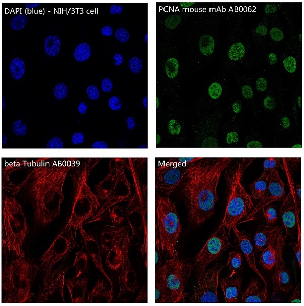 Immunofluorescent analysis of NIH/3T3 cells, using beta Tubulin Antibody .