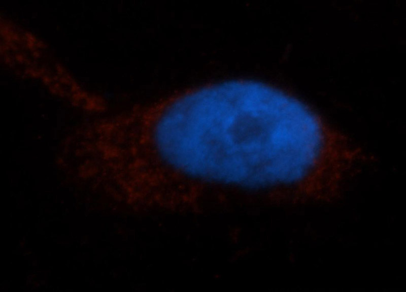 Immunofluorescent analysis of HepG2 cells, using ISYNA1 antibody Catalog No:111944 at 1:50 dilution and Rhodamine-labeled goat anti-rabbit IgG (red). Blue pseudocolor = DAPI (fluorescent DNA dye).