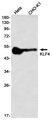 Western blot detection of KLF4 in Hela,CHO-K1 using KLF4 Rabbit mAb(1:1000 diluted)