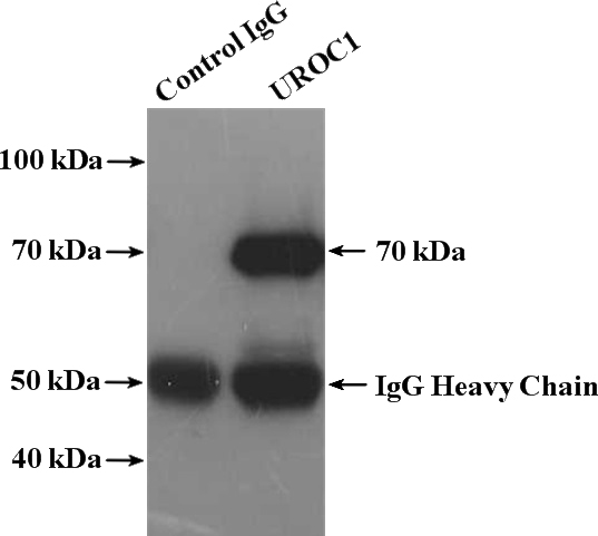 IP Result of anti-URoc1 (IP:Catalog No:116645, 4ug; Detection:Catalog No:116645 1:300) with mouse liver tissue lysate 4000ug.