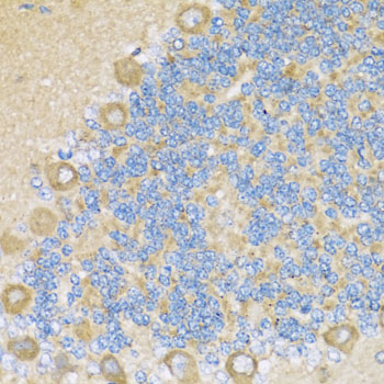 Immunohistochemistry - COX6A1 Polyclonal Antibody 