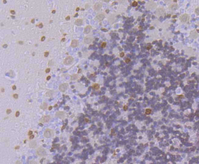 Fig5: Immunohistochemical analysis of paraffin-embedded rat cerebellum tissue using anti-Emi1 antibody. Counter stained with hematoxylin.